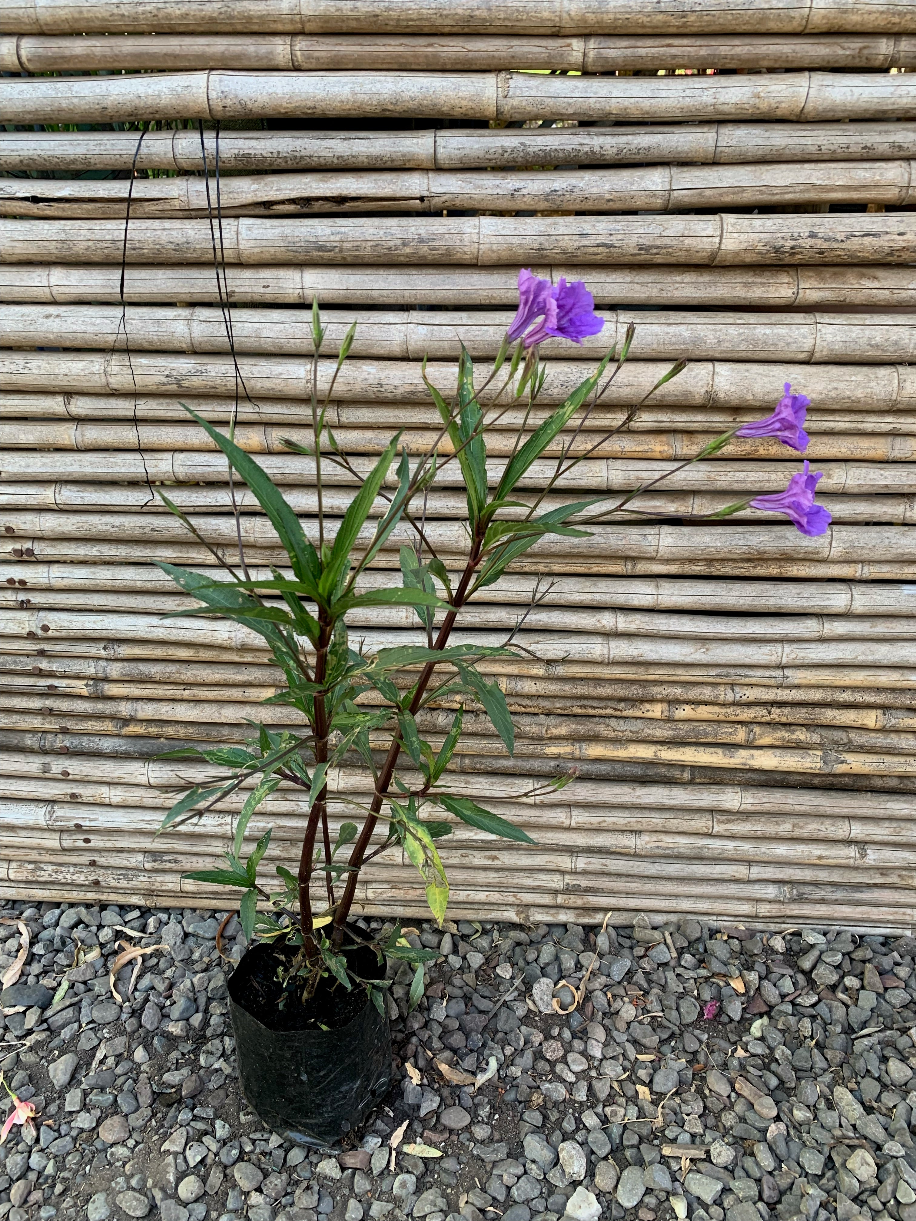 Petunia Mexicana Ruellia angustifolia Agrícola y Comercial El