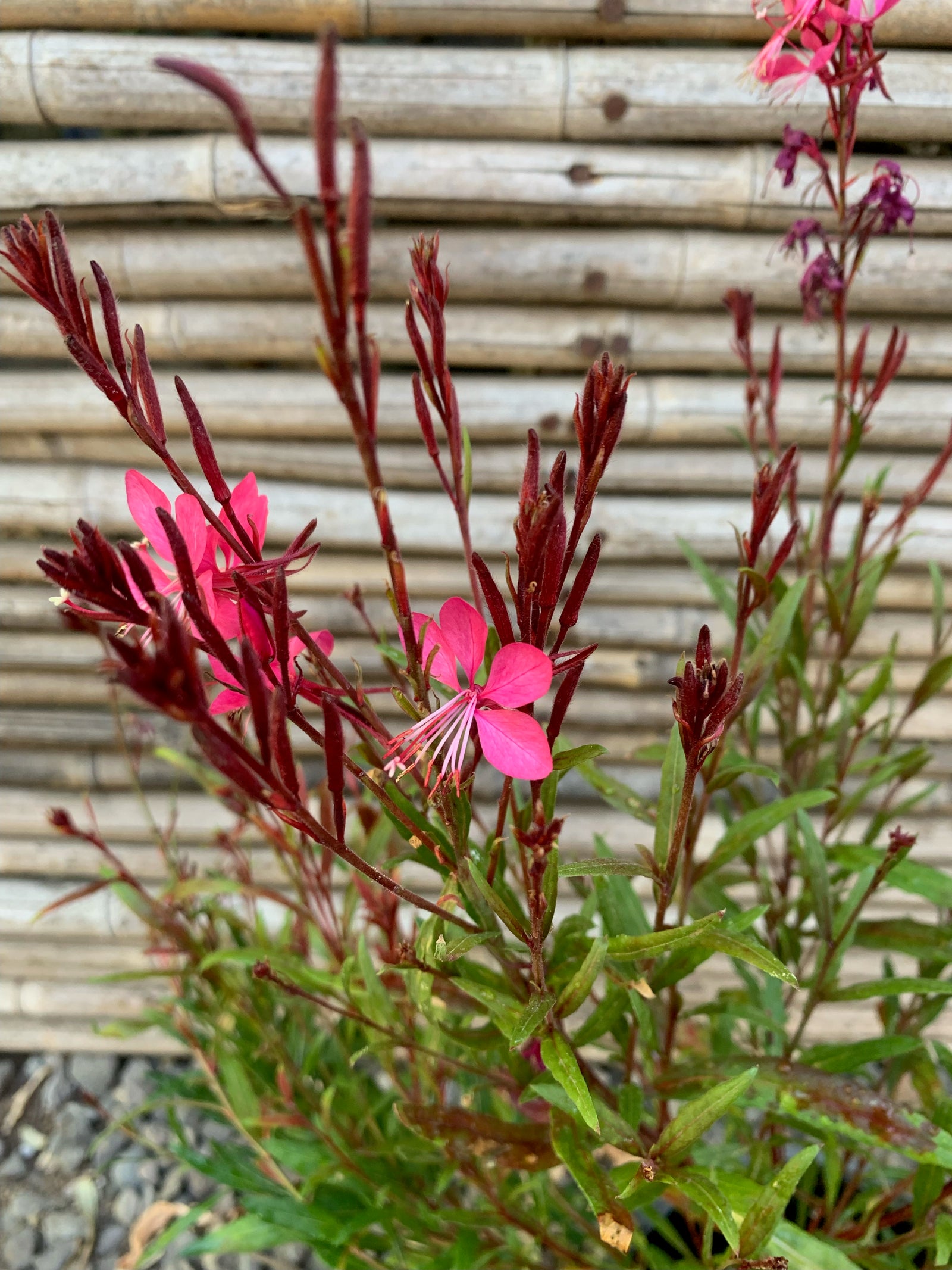 Gaura Rosada
