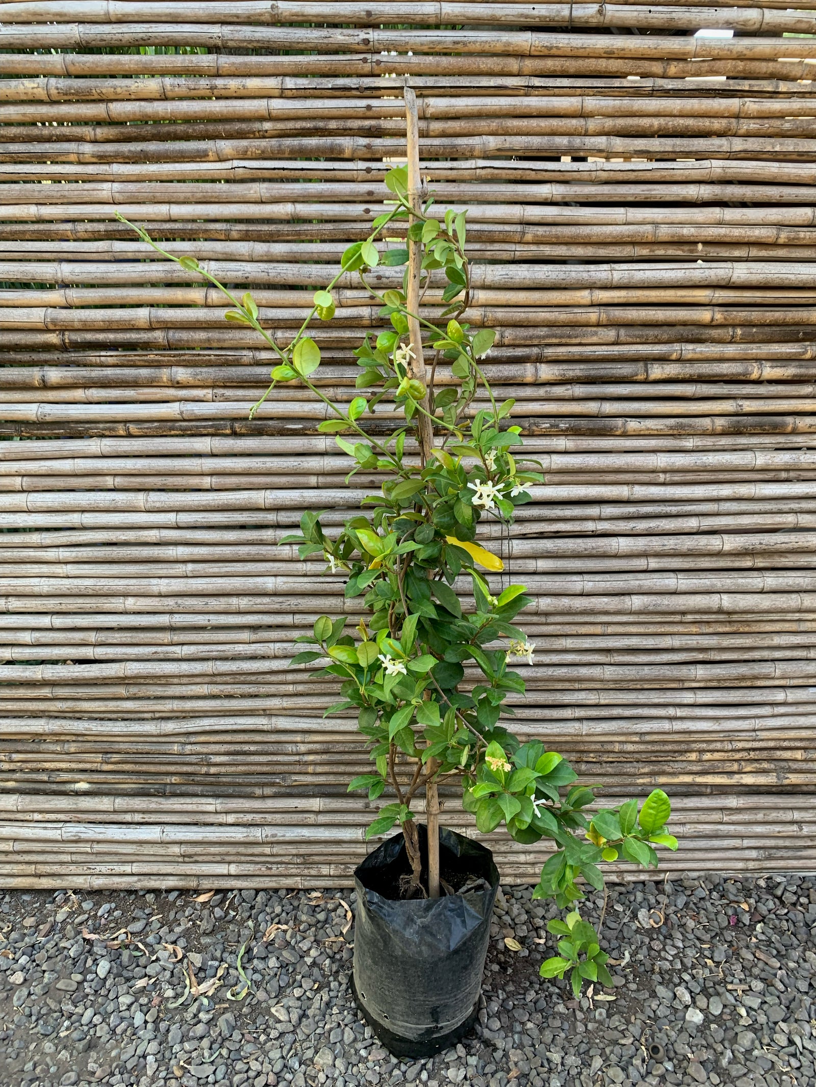 Jazmín Hélice - Trachelospermum Jasminoides (0.8-1.2m)