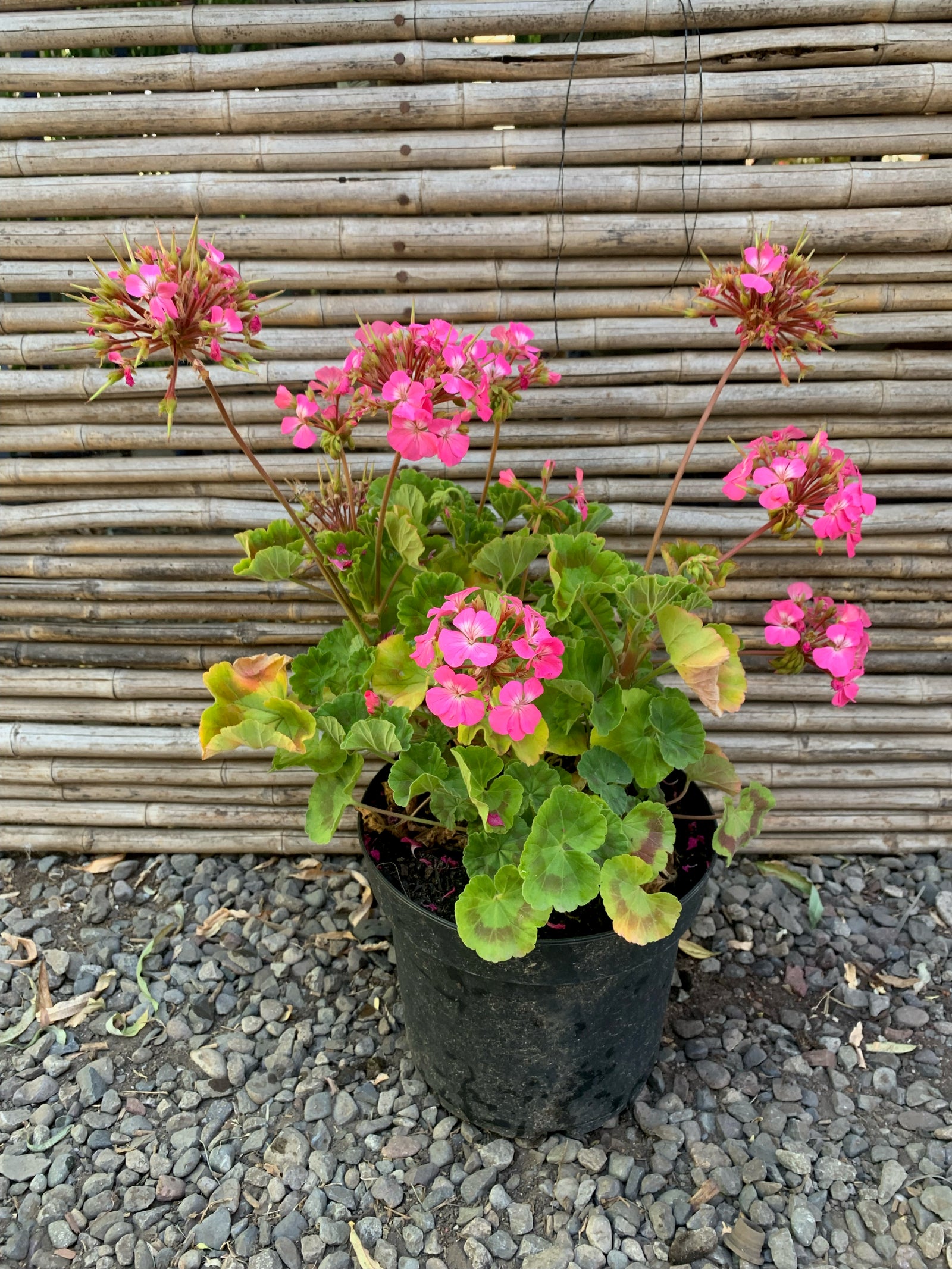 Cardenales - Geranium (COLORES)