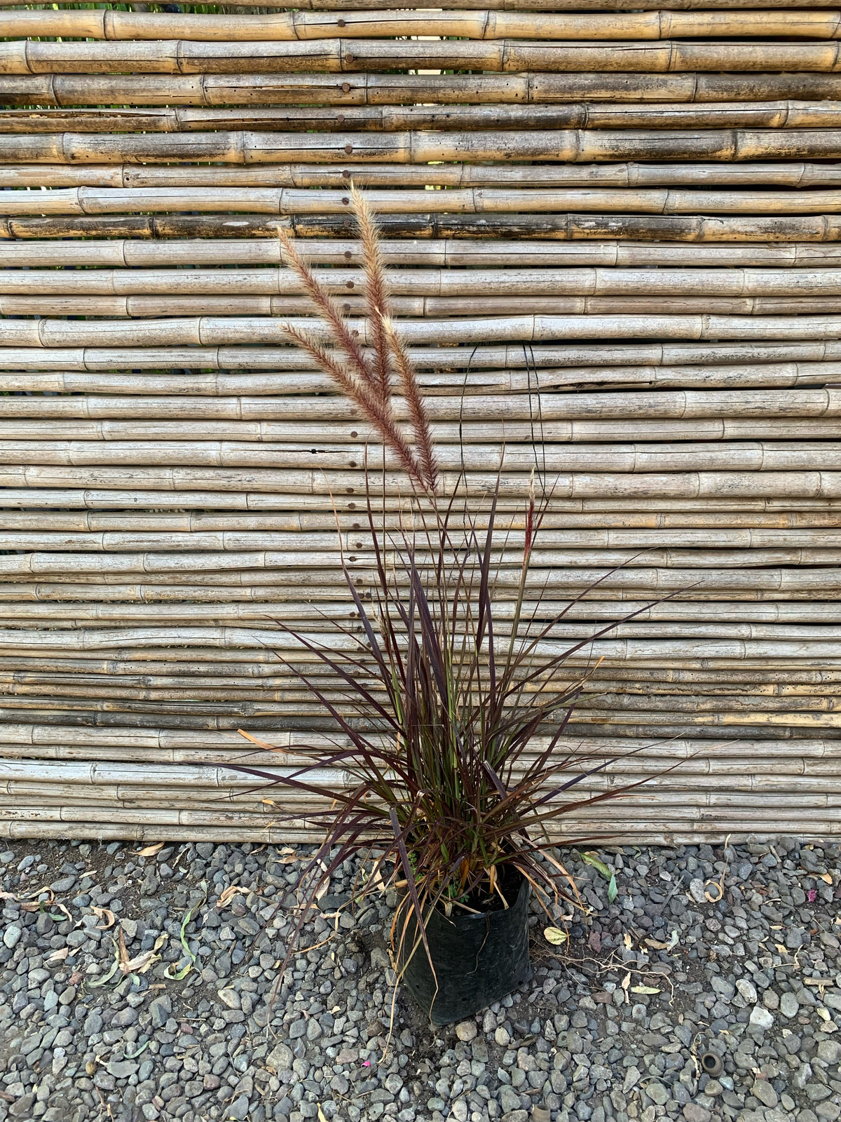 Penisetum Rojo - Pennisetum atropurpurea