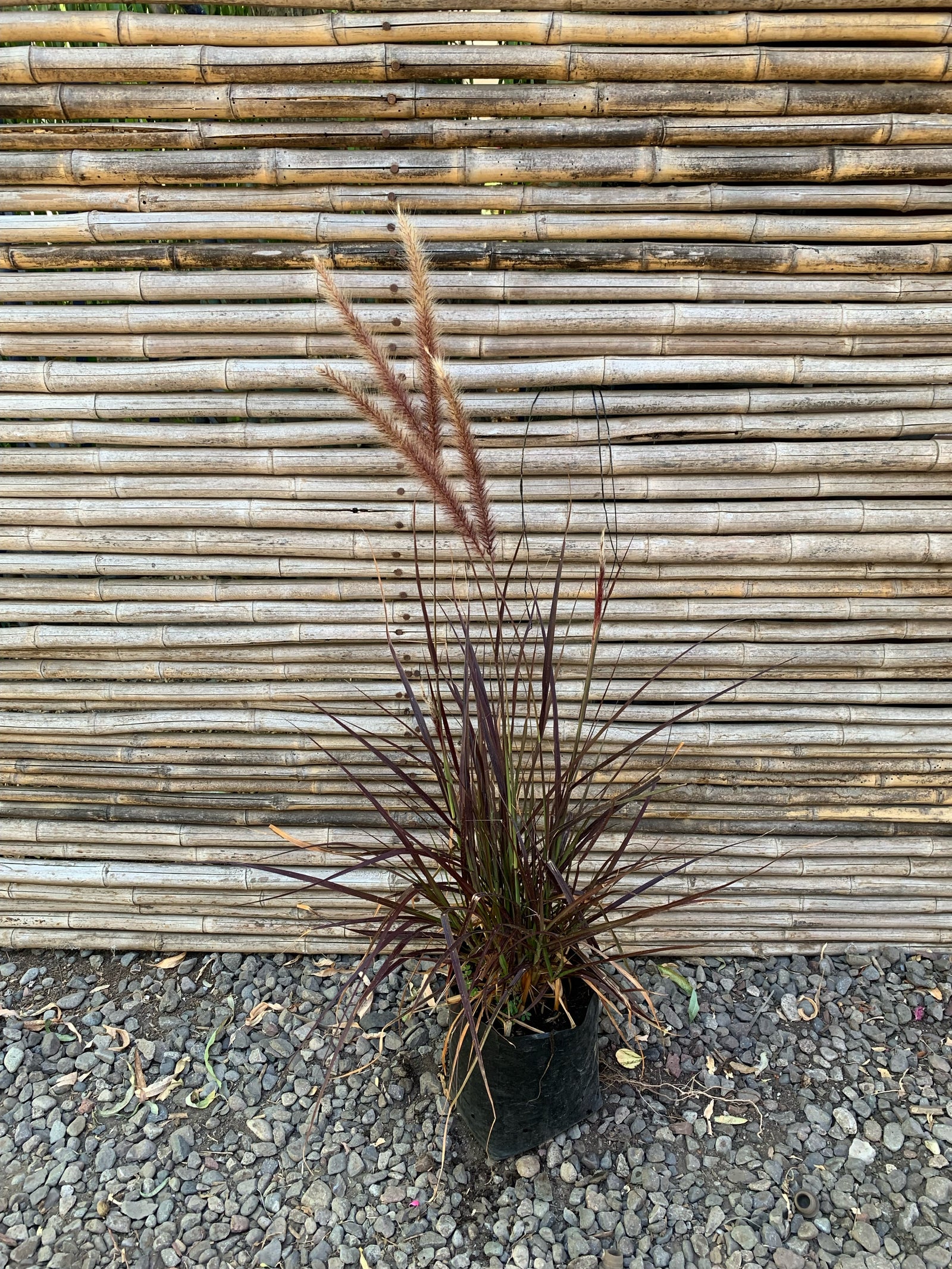 Penisetum Rojo - Pennisetum atropurpurea