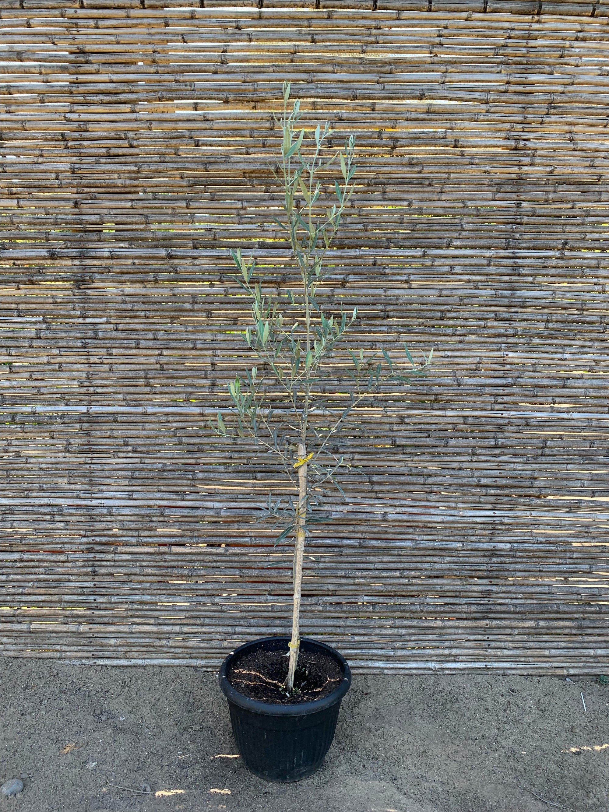 Olivo (0.7-1.4m)