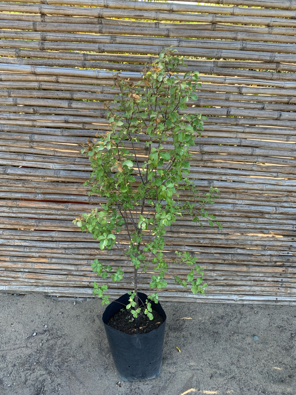 Pitosporo Nigricans - Pittosporum Nigricans (0.6-0.8 m)