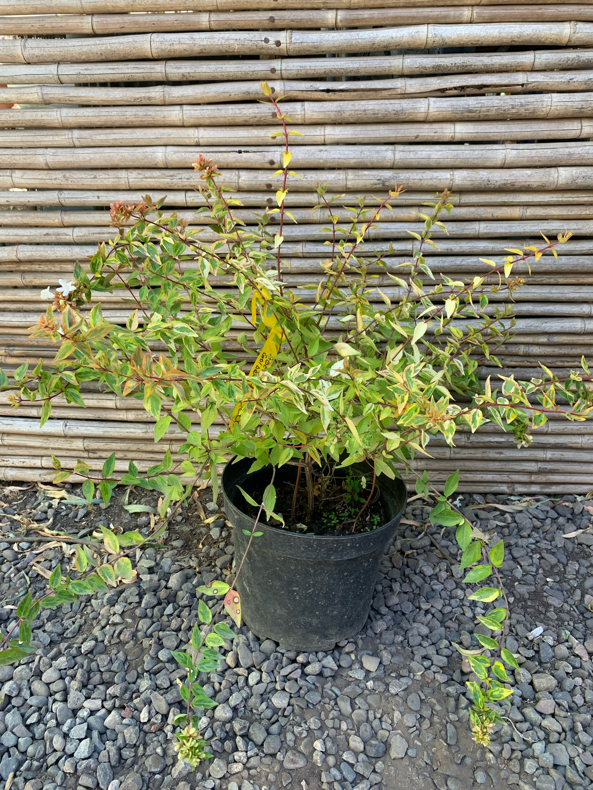Abelia Compacta