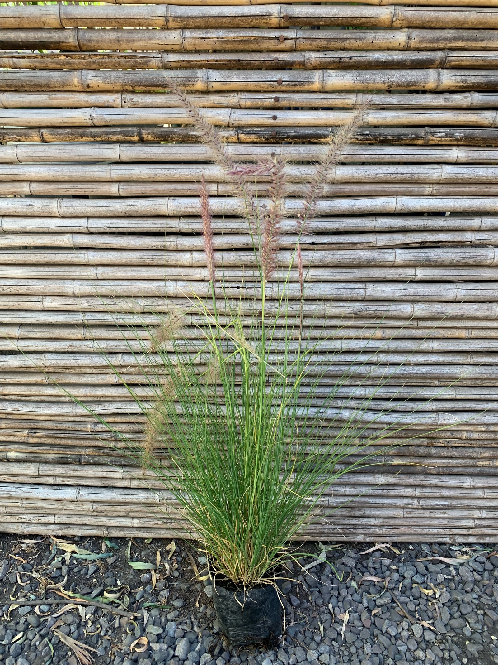 Penisetum Rupeliano - Pennisetum Ruppelianum