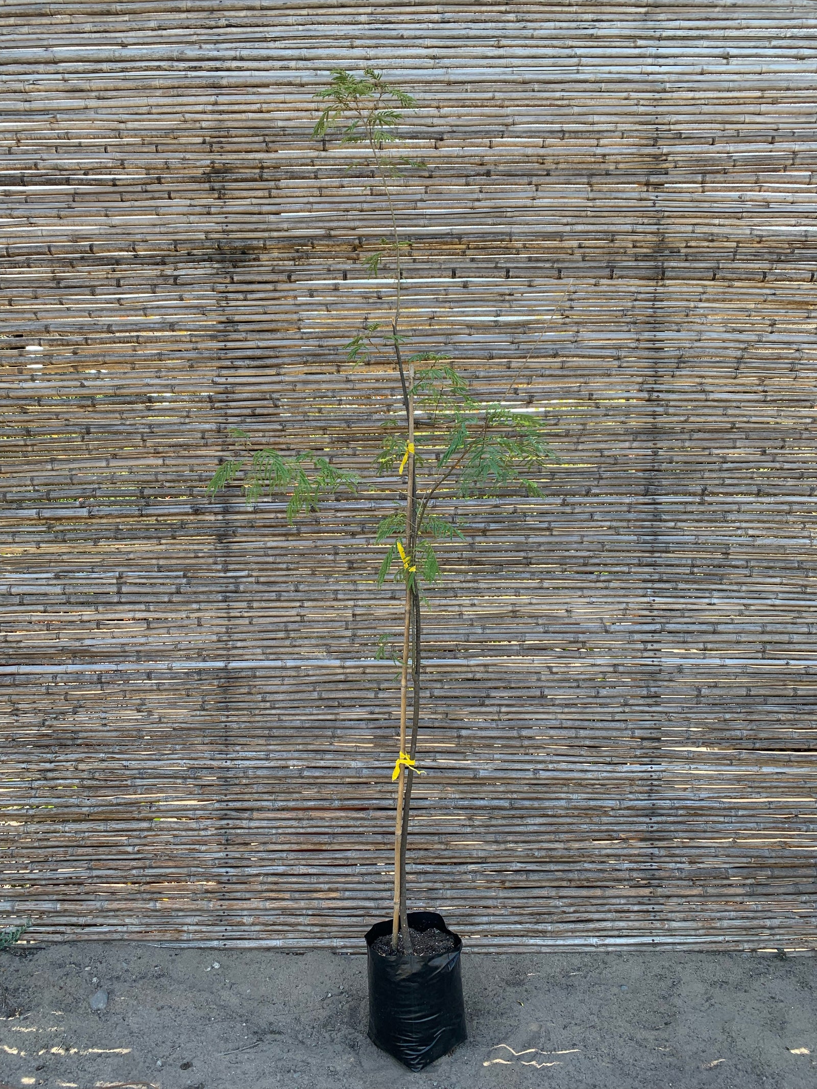 Vilca - Anadenanthera colubrina