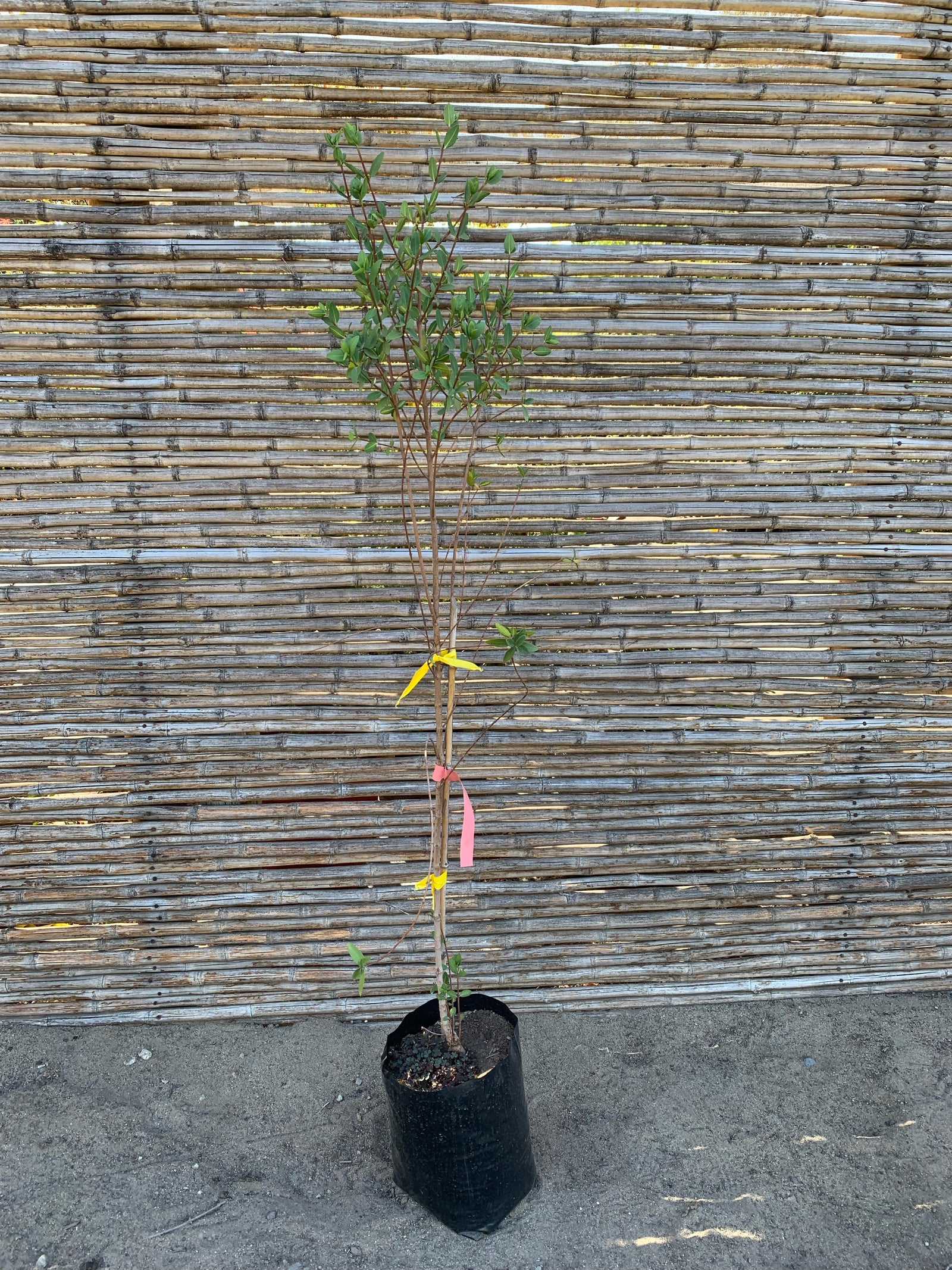 Colliguay - Colliguaja odorifera