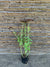 Sedum Spectabile