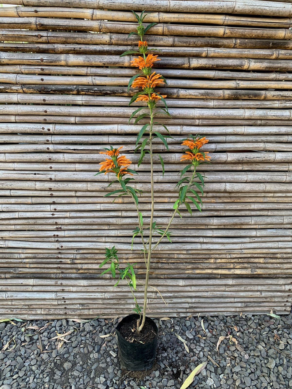 Bignonia Naranja (de fuego) - Pyrostegia venusta