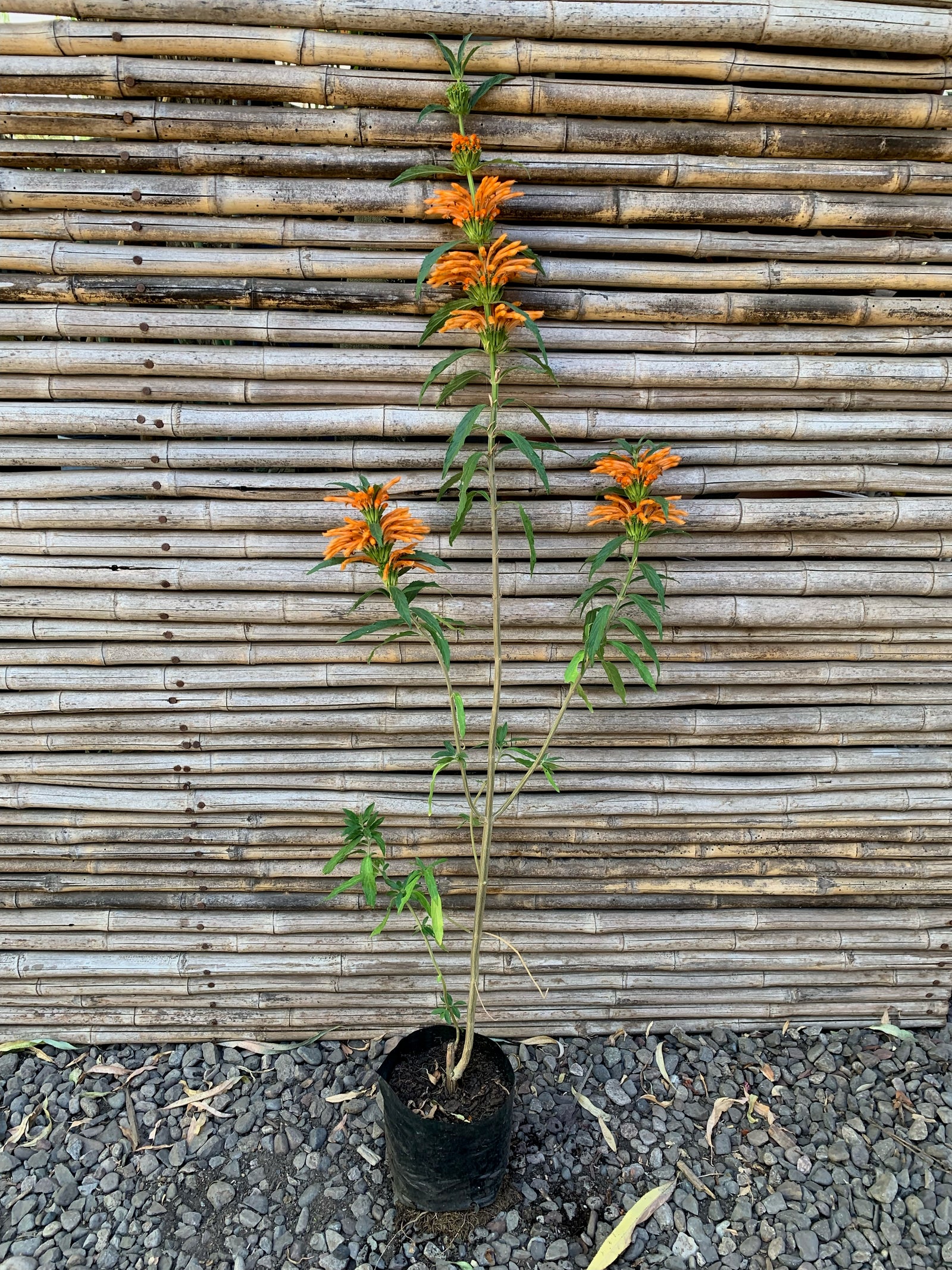 Bignonia Naranja (de fuego) - Pyrostegia venusta