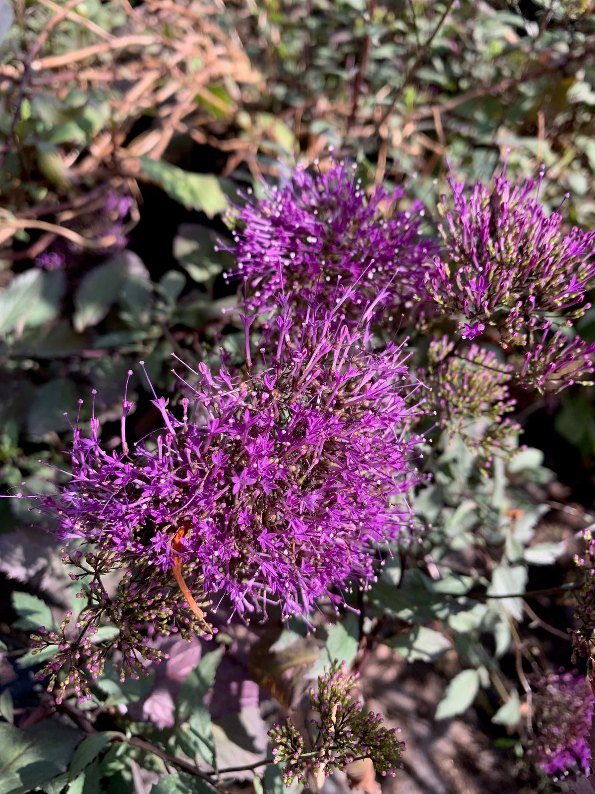 Trachelium caerulium