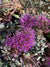 Trachelium caerulium