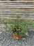 Philica - Phylica Ericoides