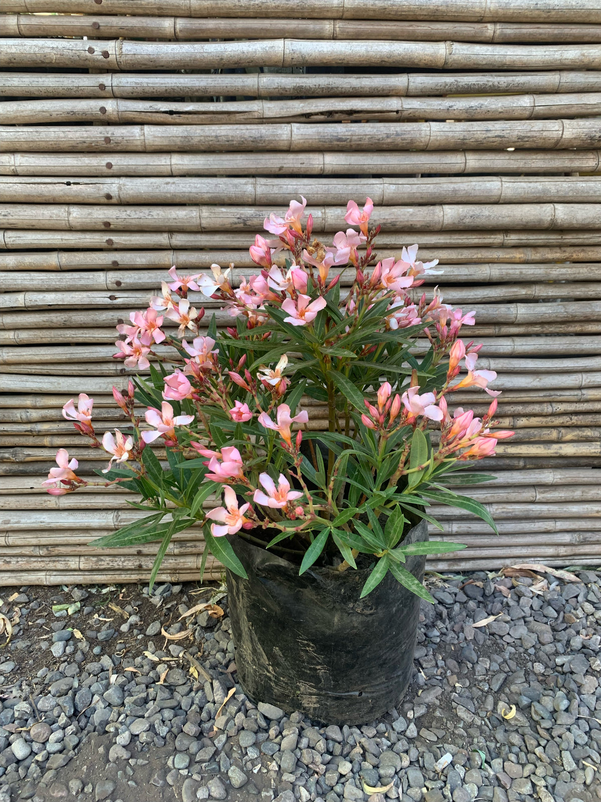 Laurel de Flor Enano - Nerium Oleander var. nana (0.5m)