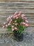 Laurel de Flor Enano - Nerium Oleander var. nana (0.5m)