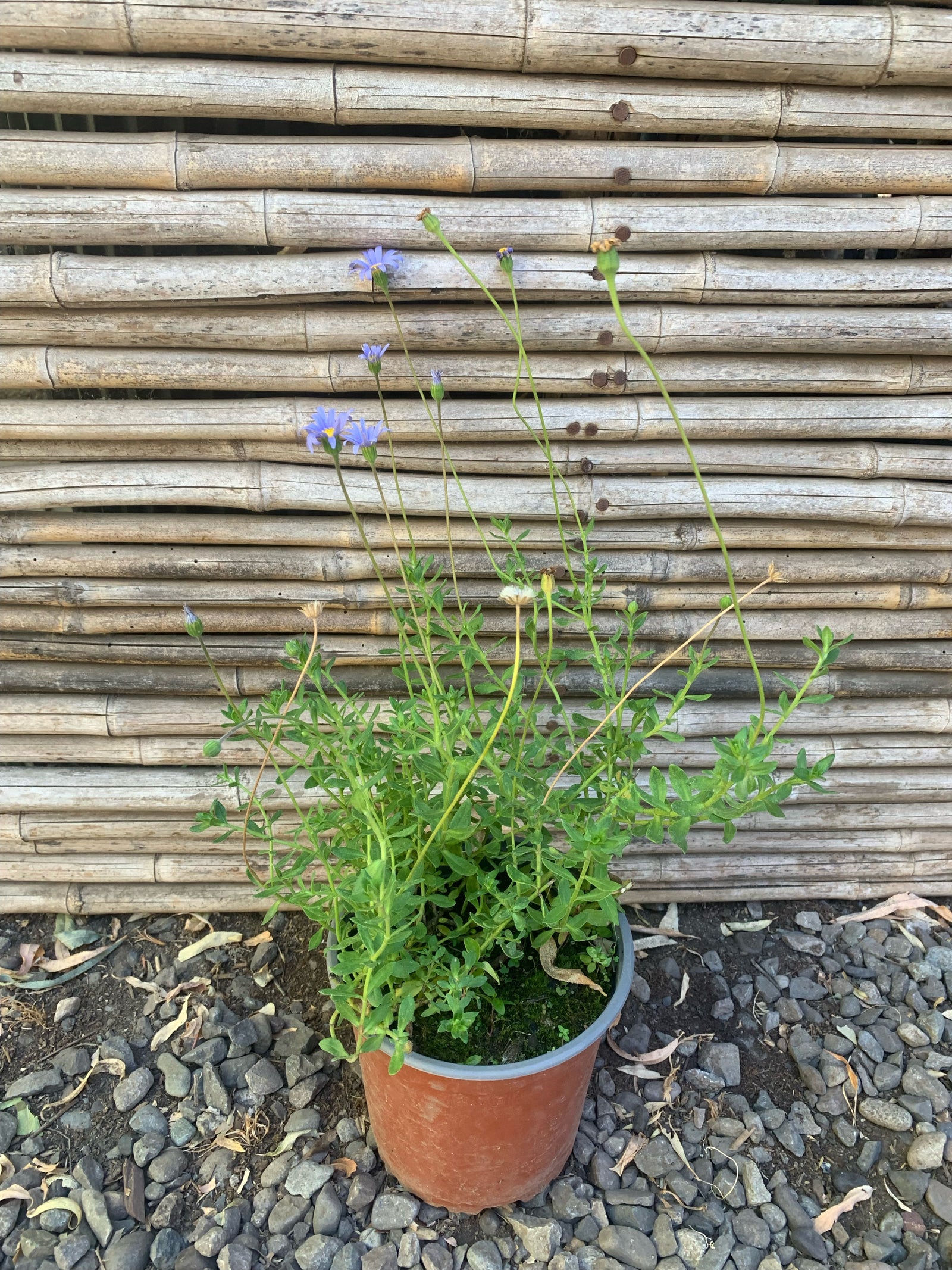 Agatea - Felicia Amelloides