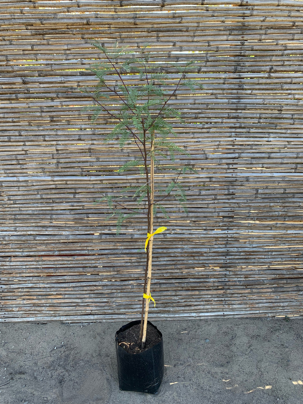 Algarrobo chileno - Prosopis chilensis (1.2-1.4m)