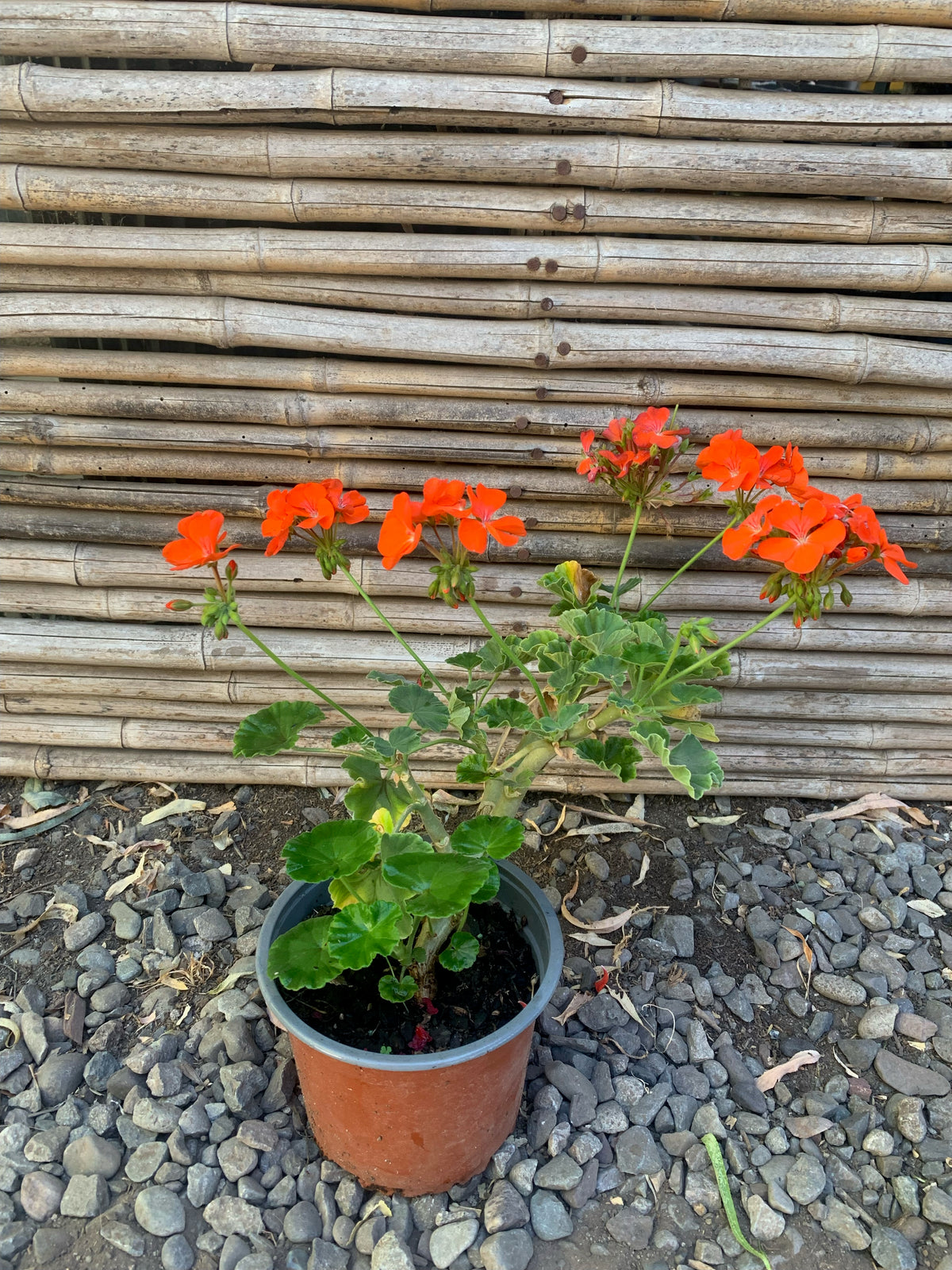 Cardenales - Geranium (2)