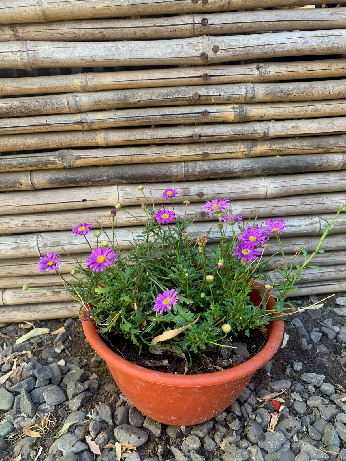 Brachicome - Brachyscome