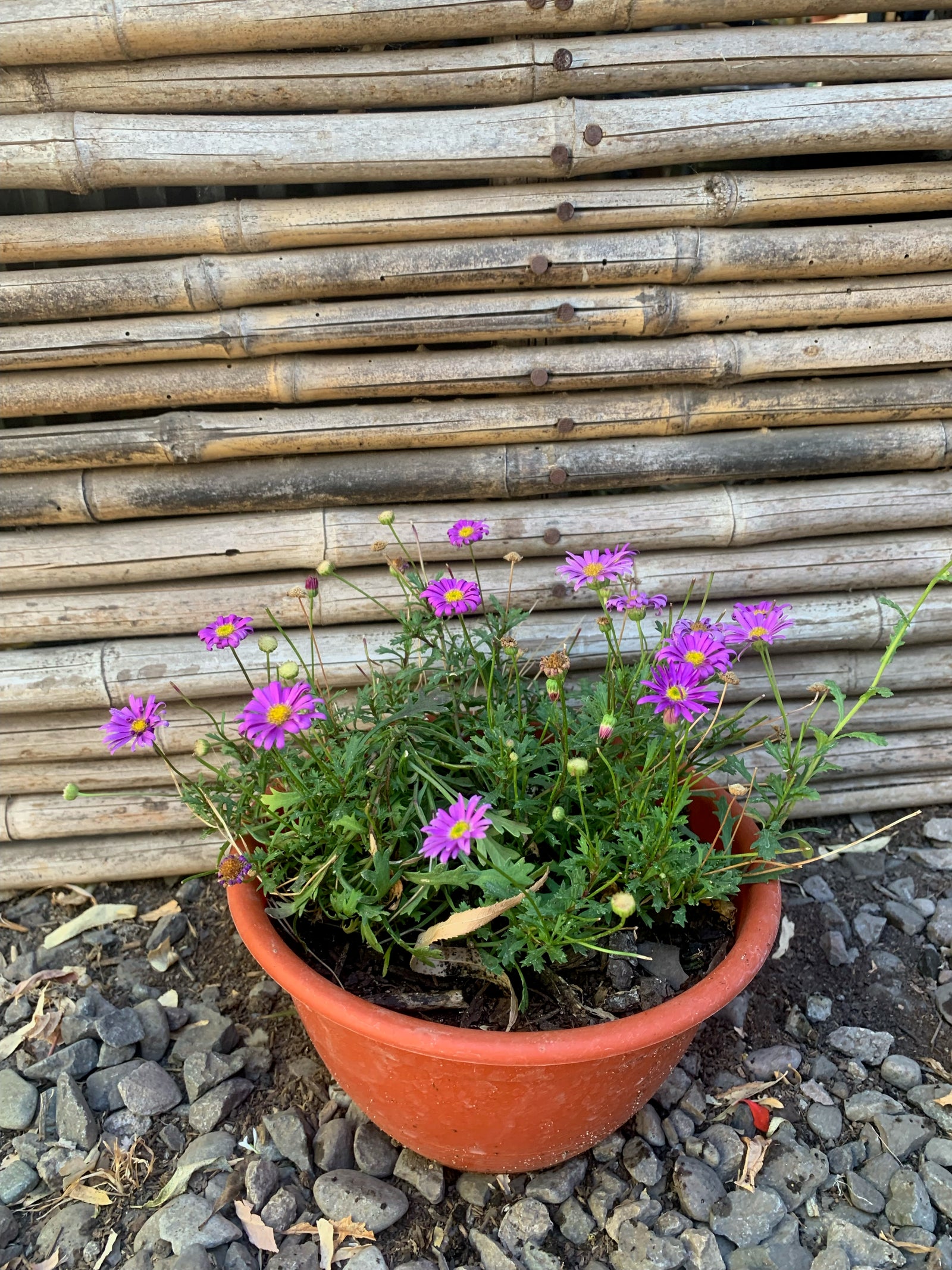 Brachicome - Brachyscome