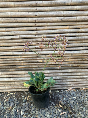 Limonium