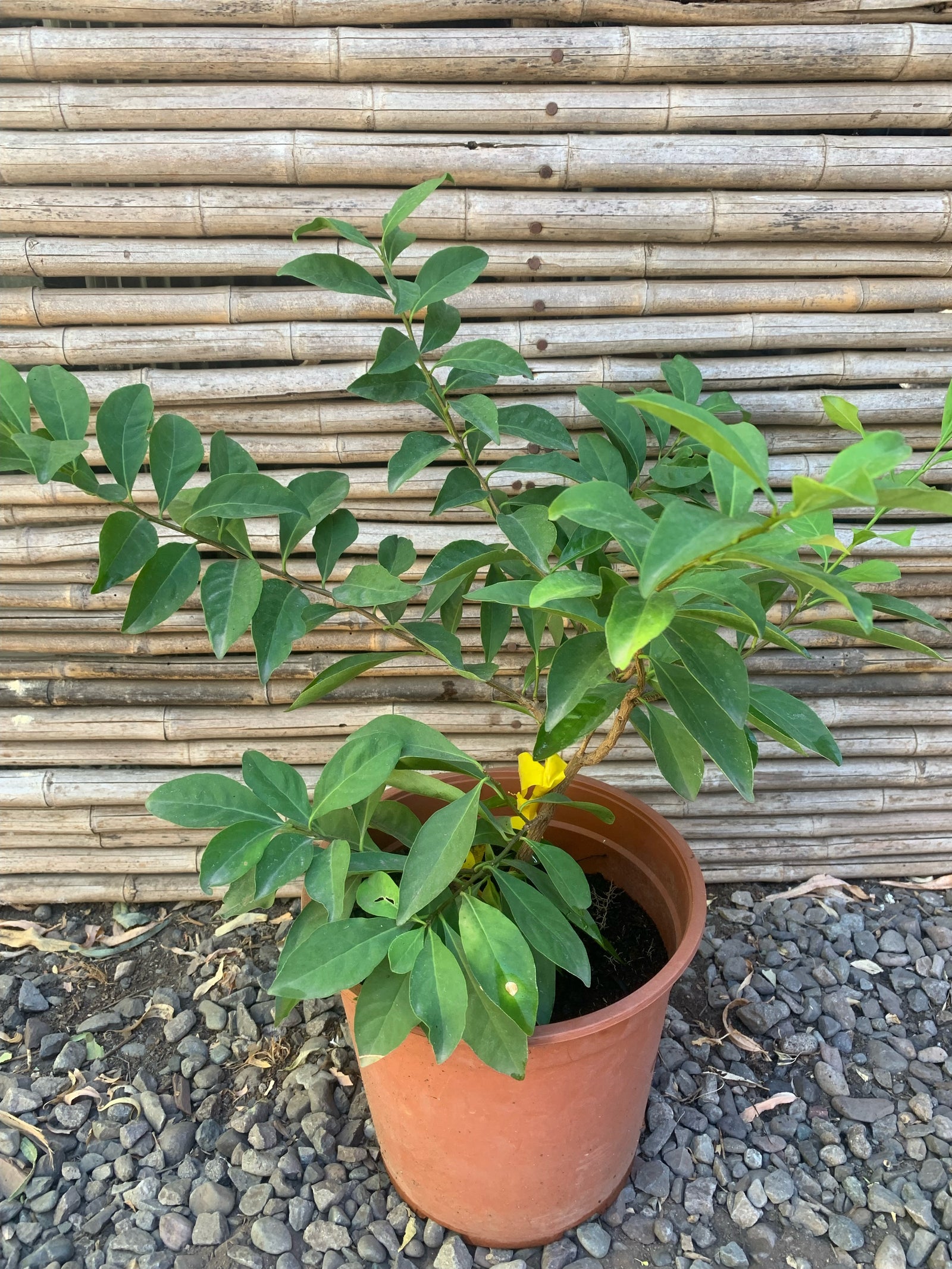 Diamelo - Brunfelsia Australis