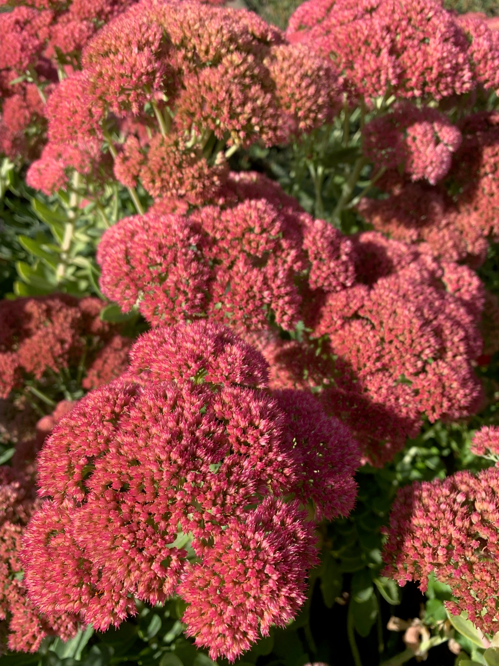 Sedum Spectabile