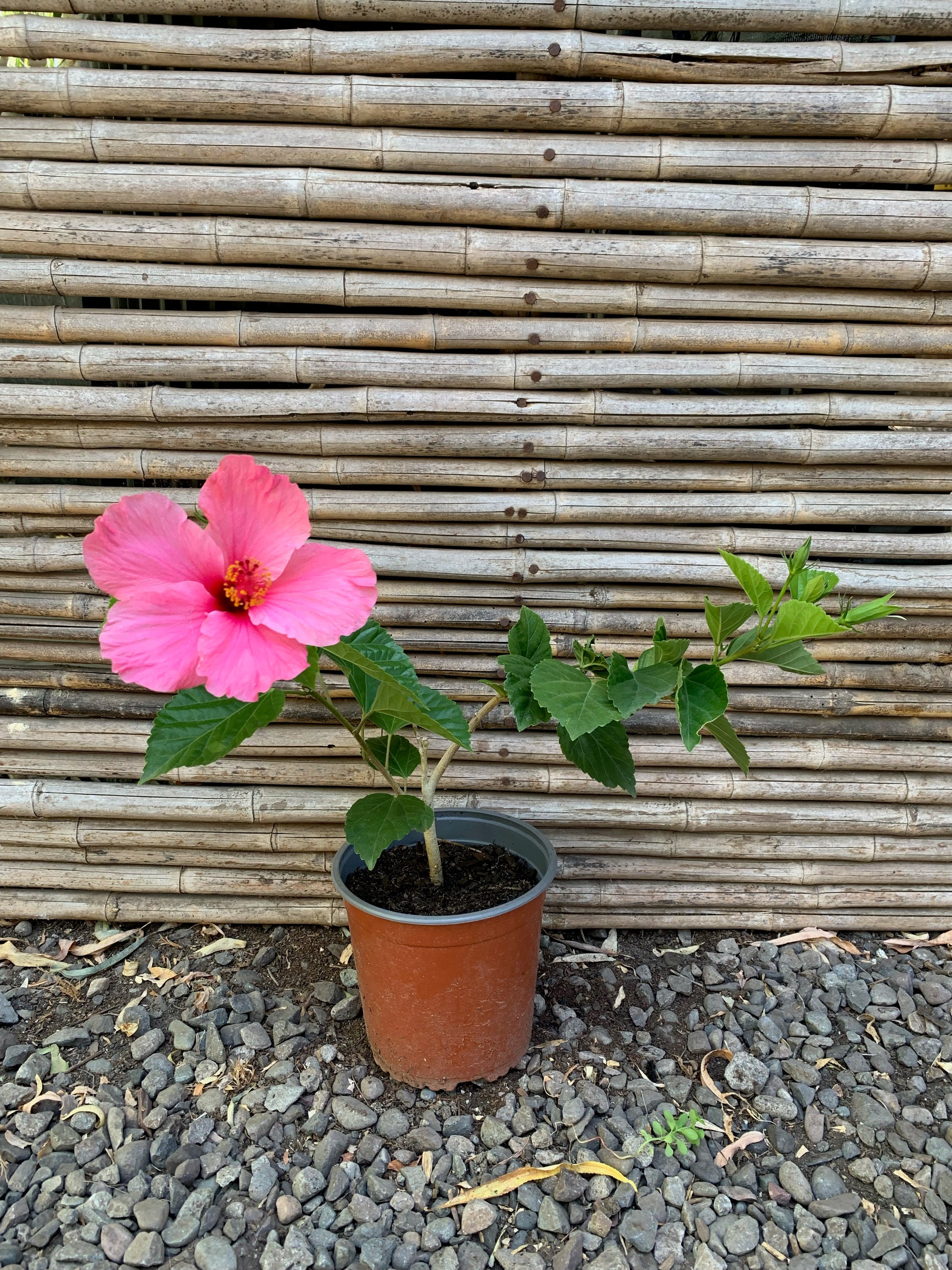 Hibisco simple