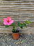 Hibisco simple