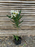 Laurel de Flor (blanca) - Nerium olender  (0.5-0.6m)