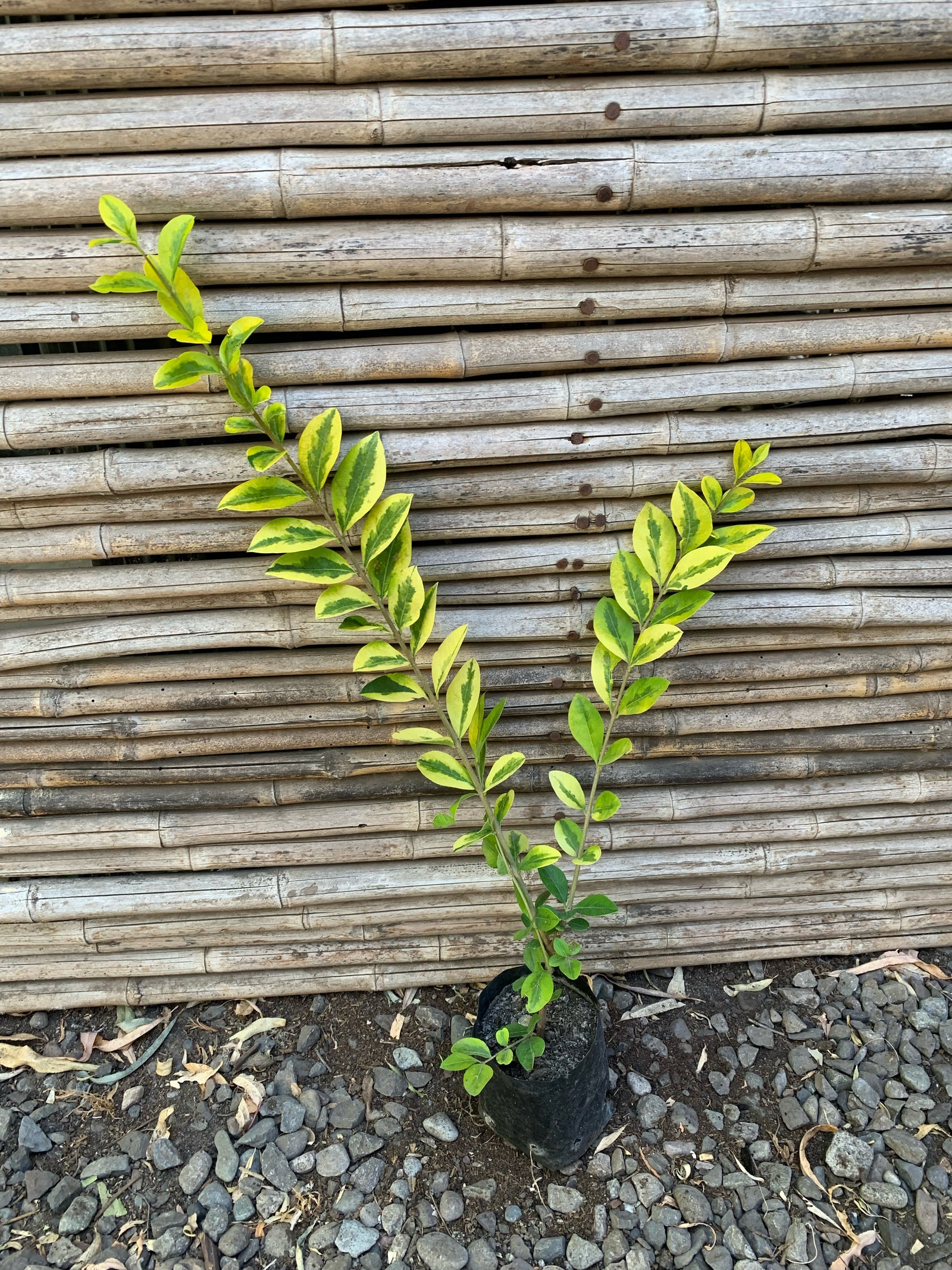 Ligustrina Variegada - Ligustrum sinense