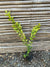 Ligustrina Variegada - Ligustrum sinense
