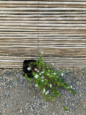 Lantana Rastrera