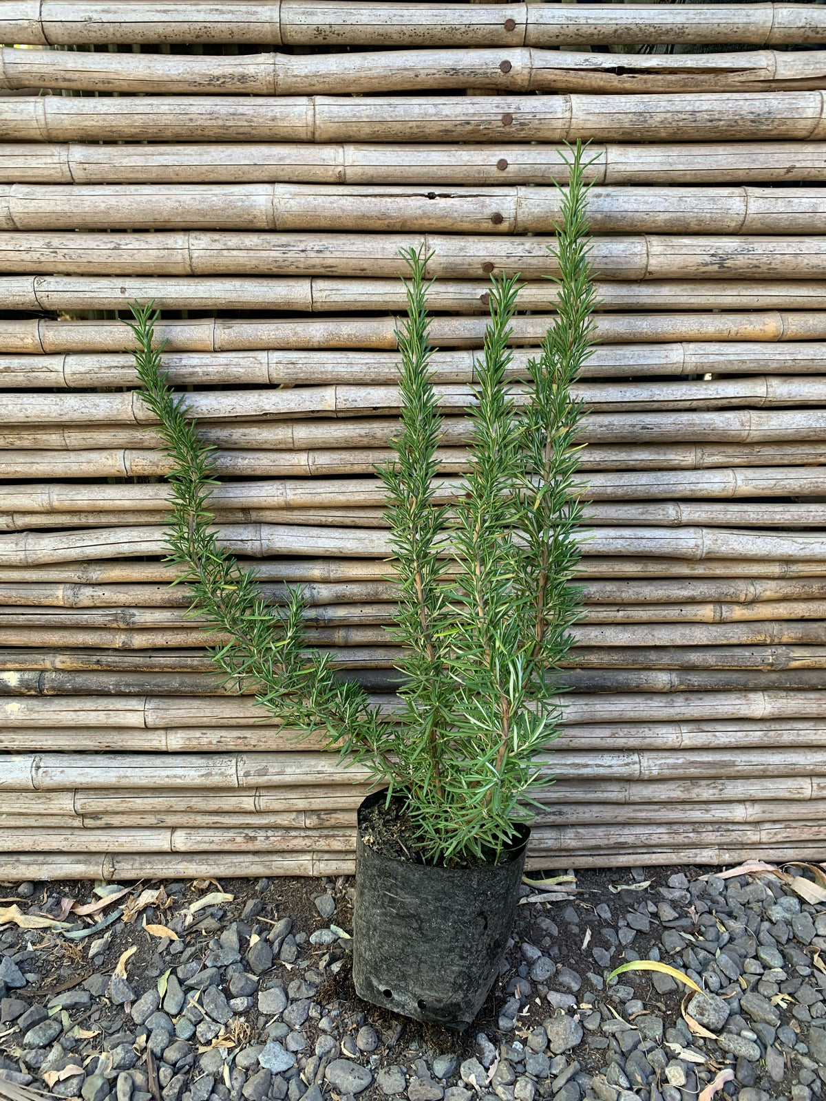 Romero Toscano - Rosmarinus Tuscan Blue