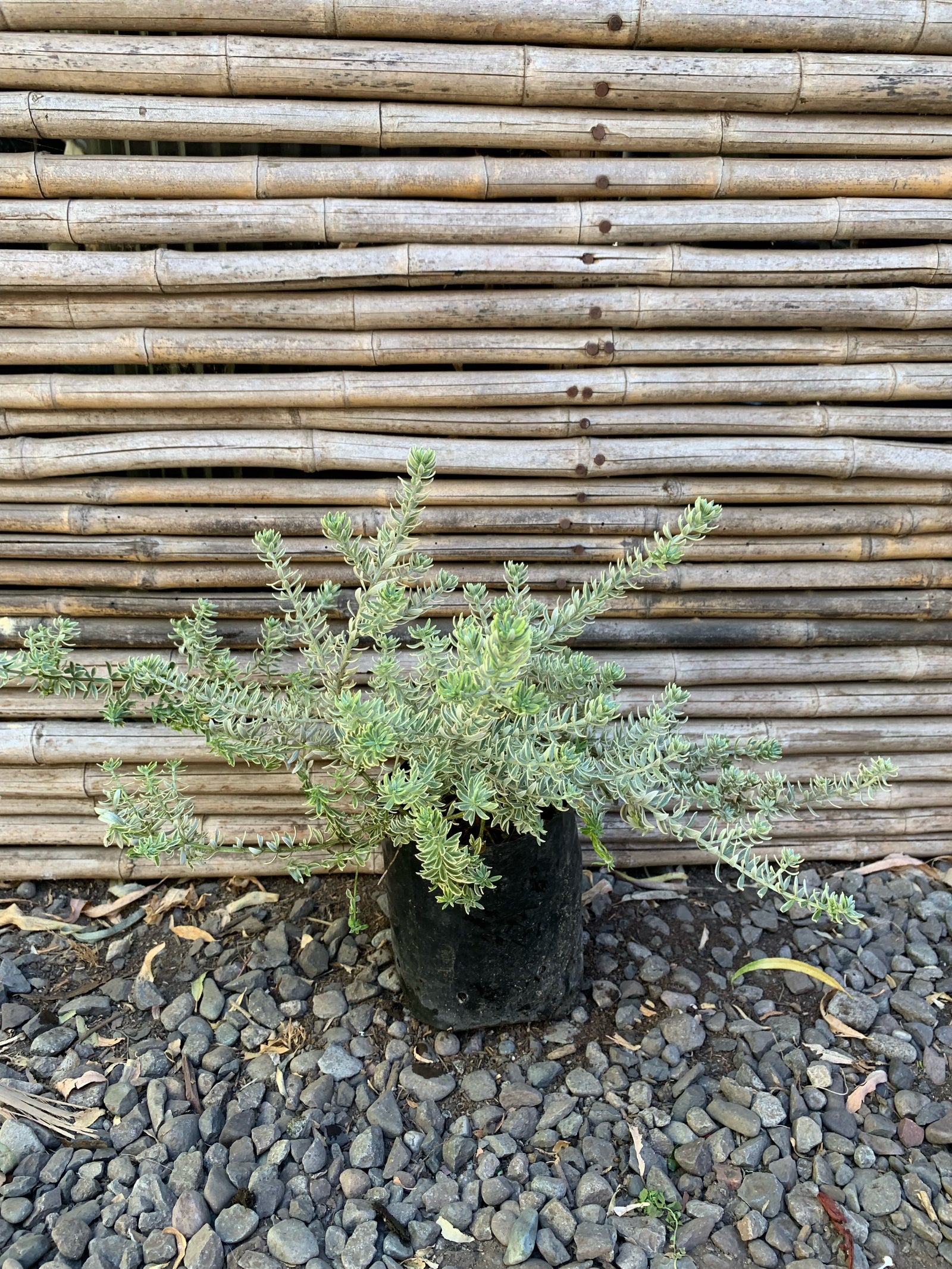 Westringia Variegada