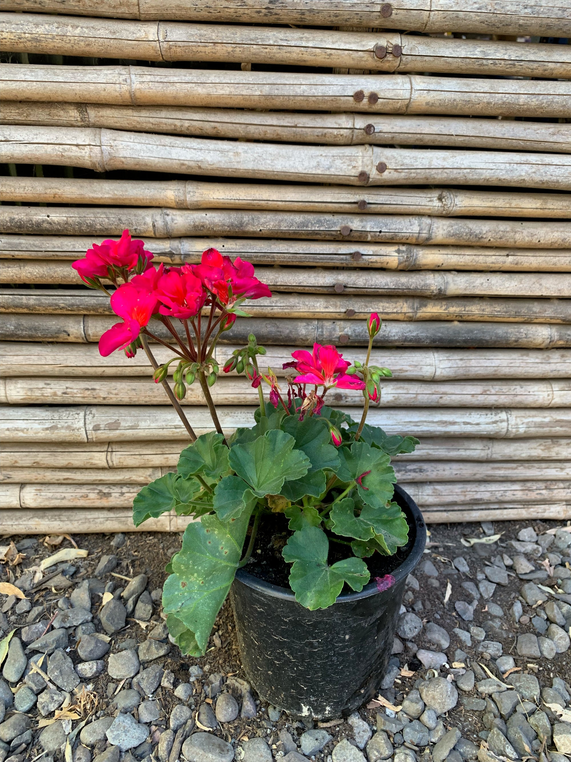 Cardenales - Geranium (3)