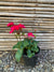 Cardenales - Geranium (3)