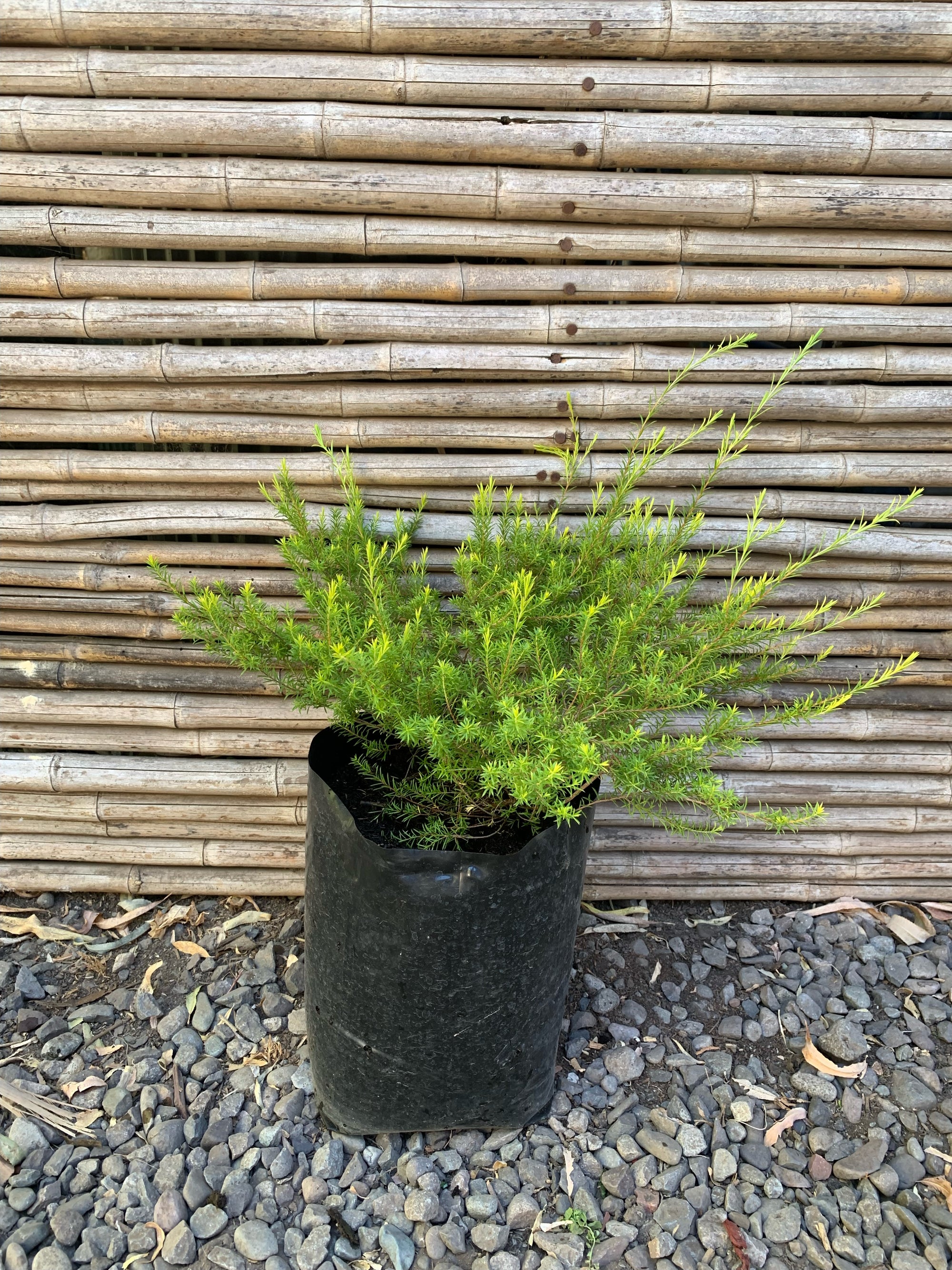 Diosma Arbustivo (20-30 cm)