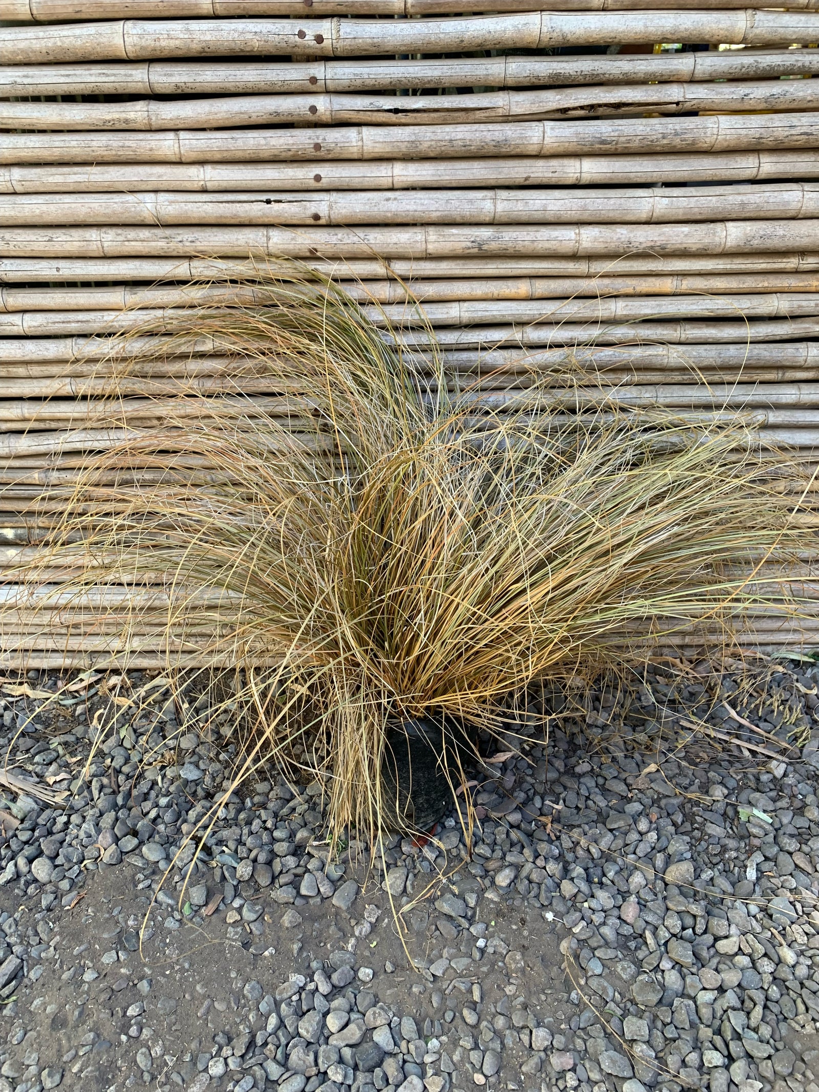Carex Bronce - Carex Comans Bronze