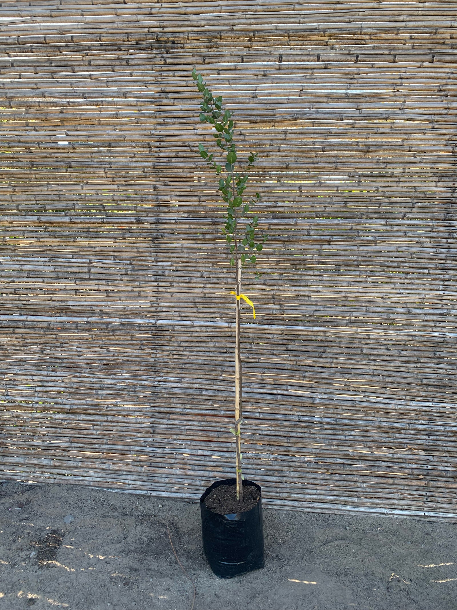 Quillay - Quillaja Saponaria (1.4-1.8 m)