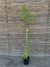 Stenocarpus Verde - Dodonaea Viscosa (2)