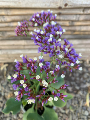 Limonium