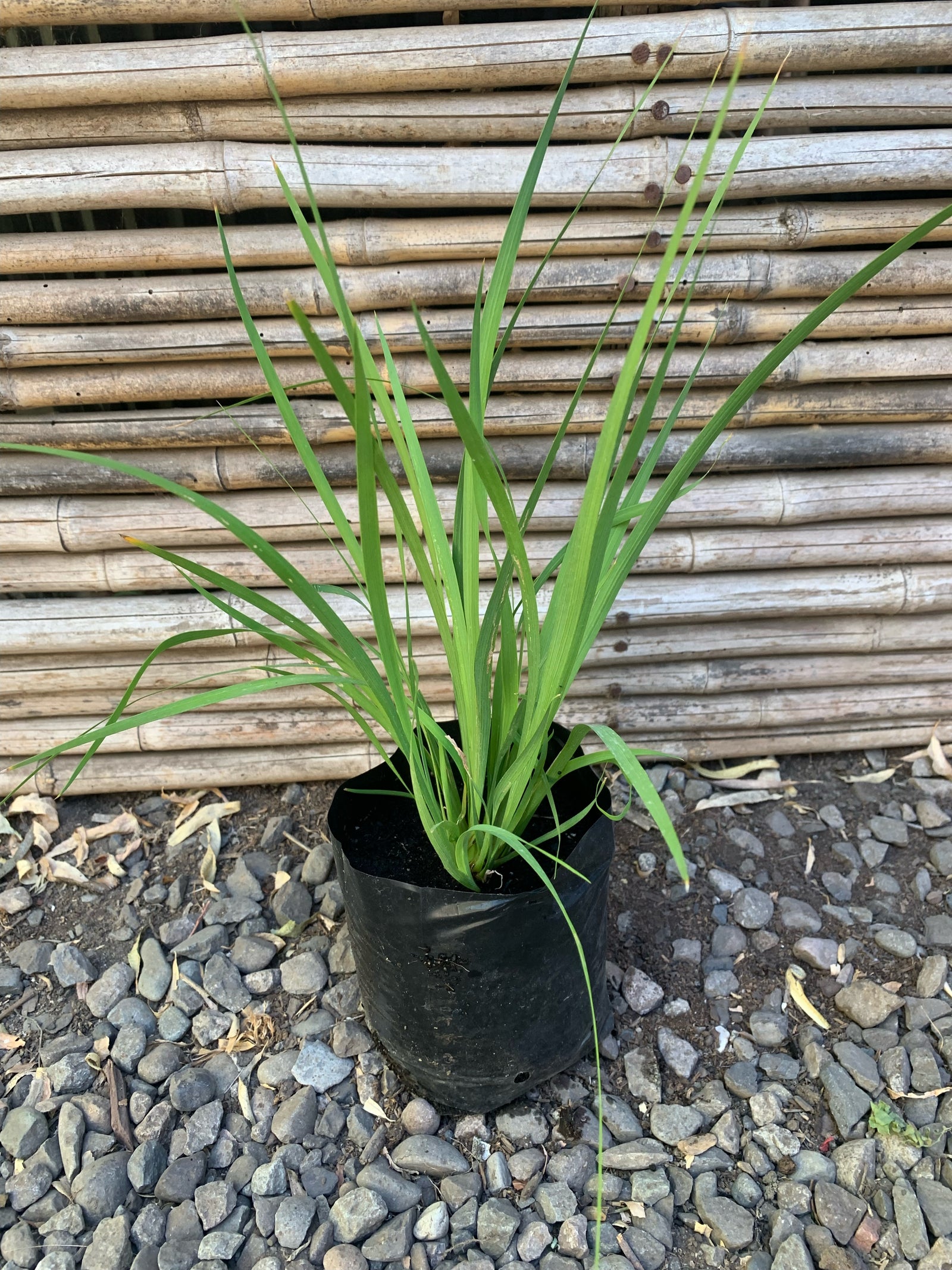 Calle Calle - Libertia Chilensis