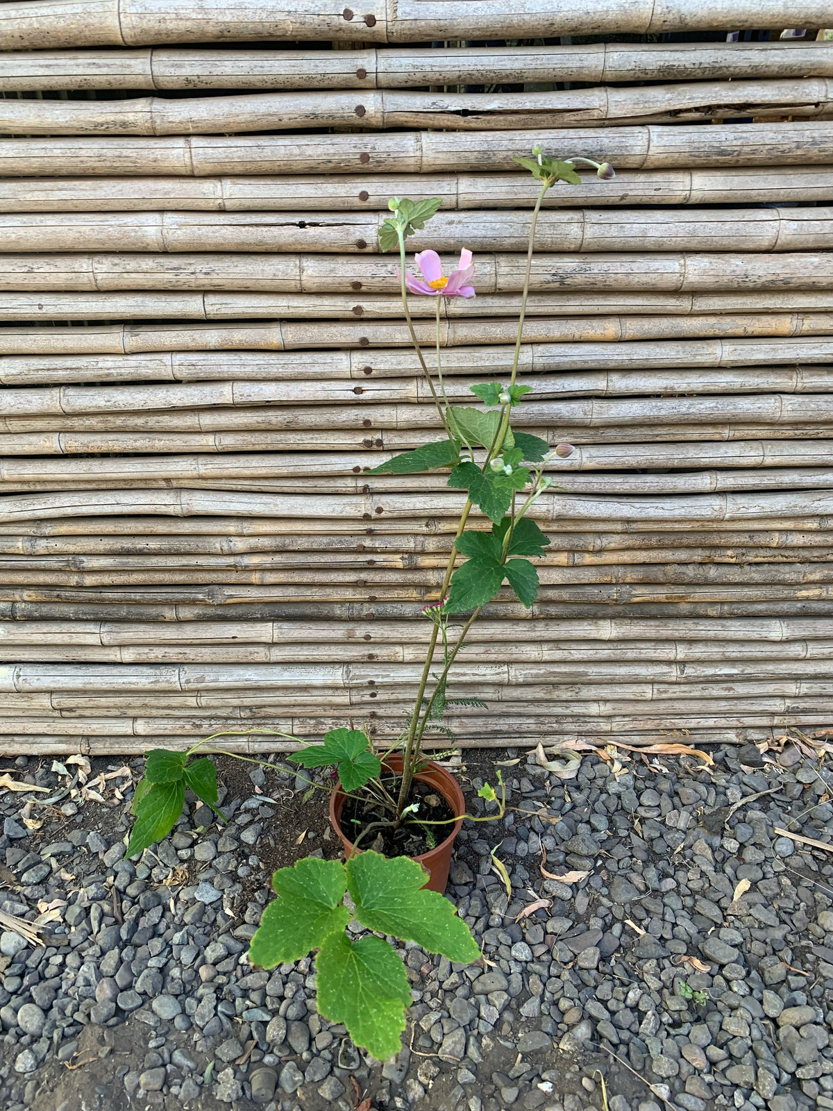 Anemona Rosada - Anemone Japonica.