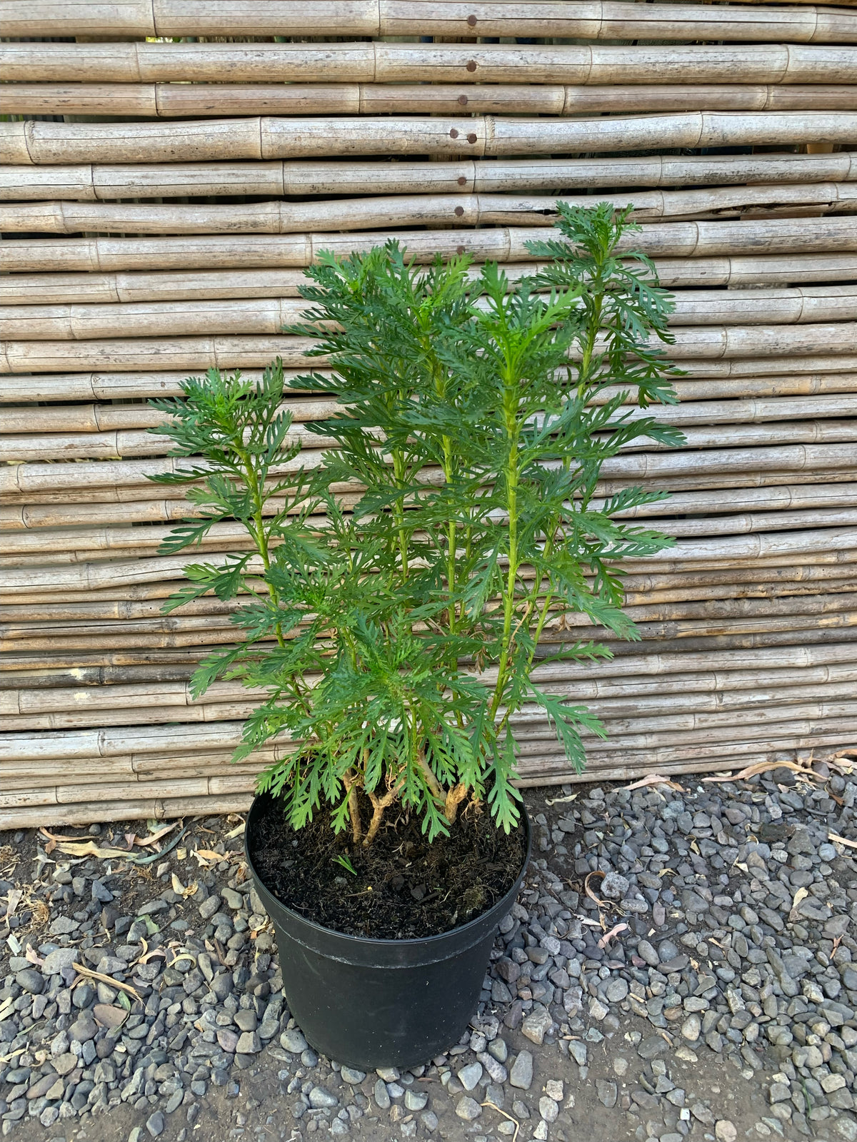 Paquerette Amarillo (0.4-0.5 m)