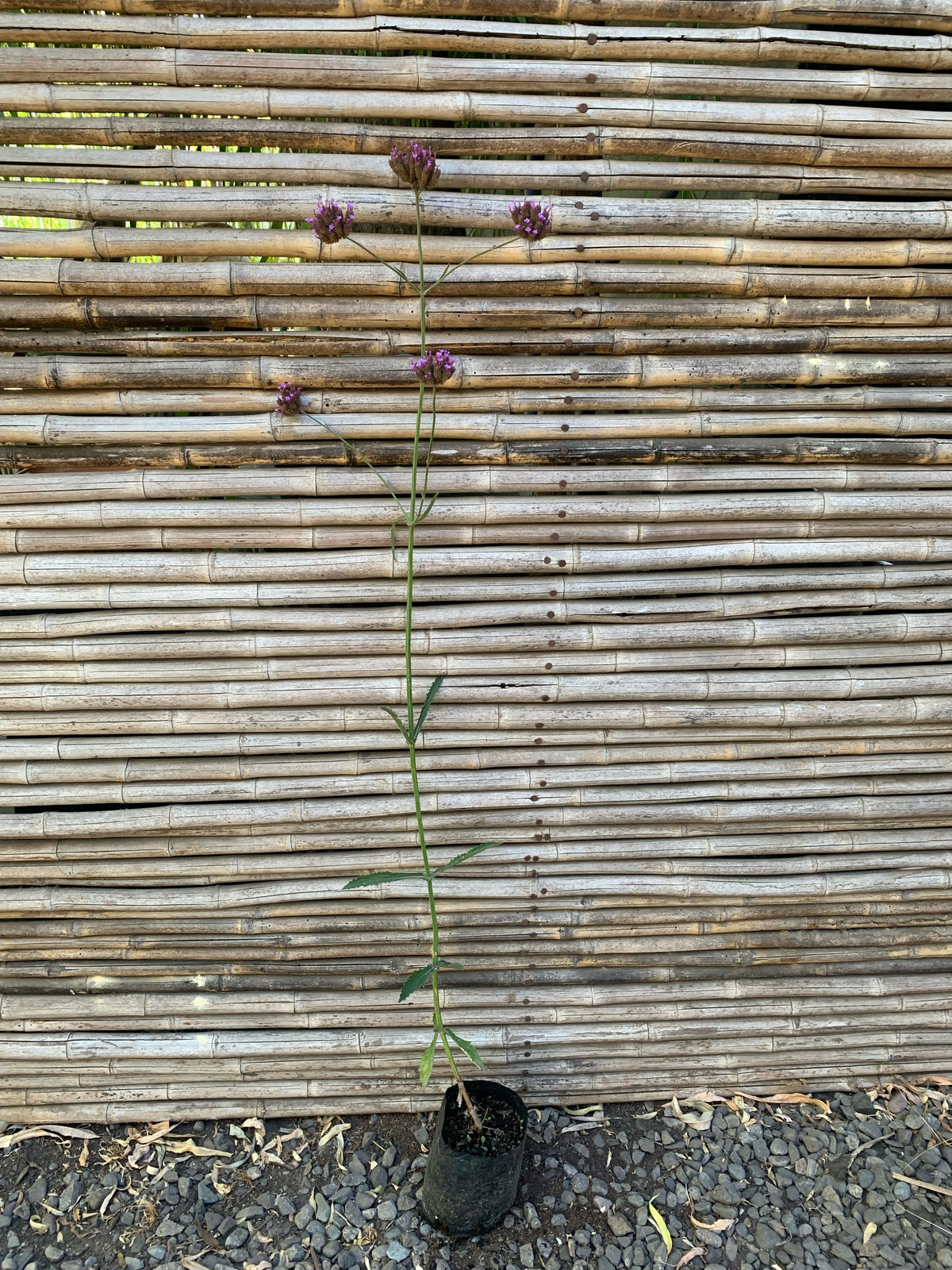 Verbena Bonariense - Verbena Bonariensis