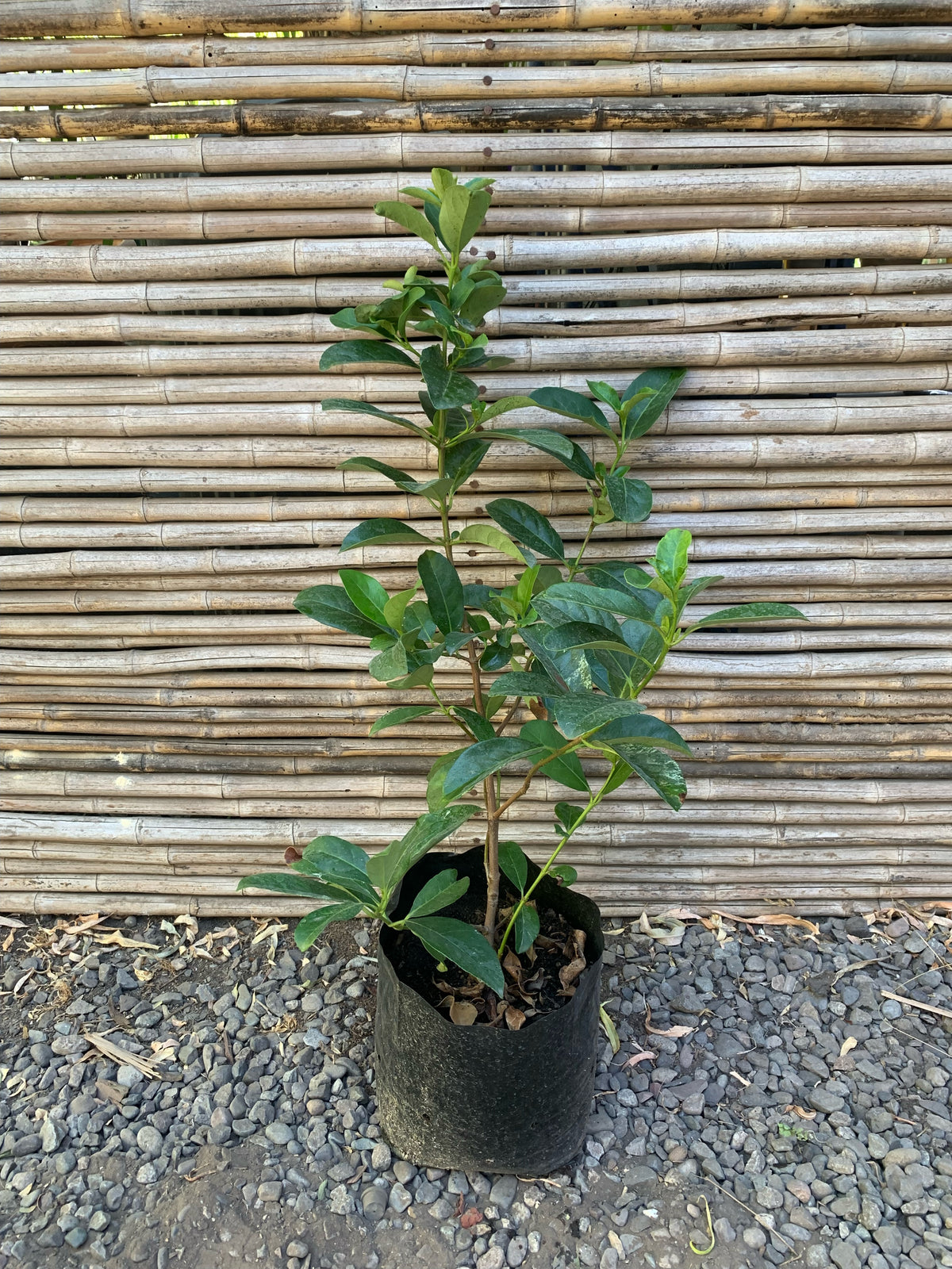 Viburnum Mascantha  (0.5-0.7m)