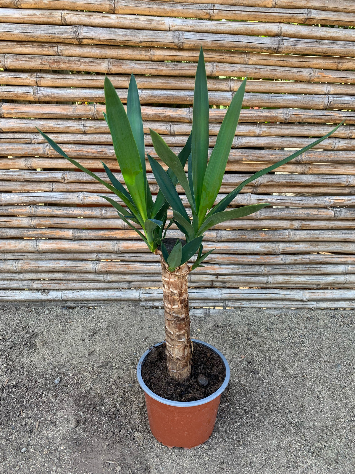 Yuca o Yucca (Pie alto)