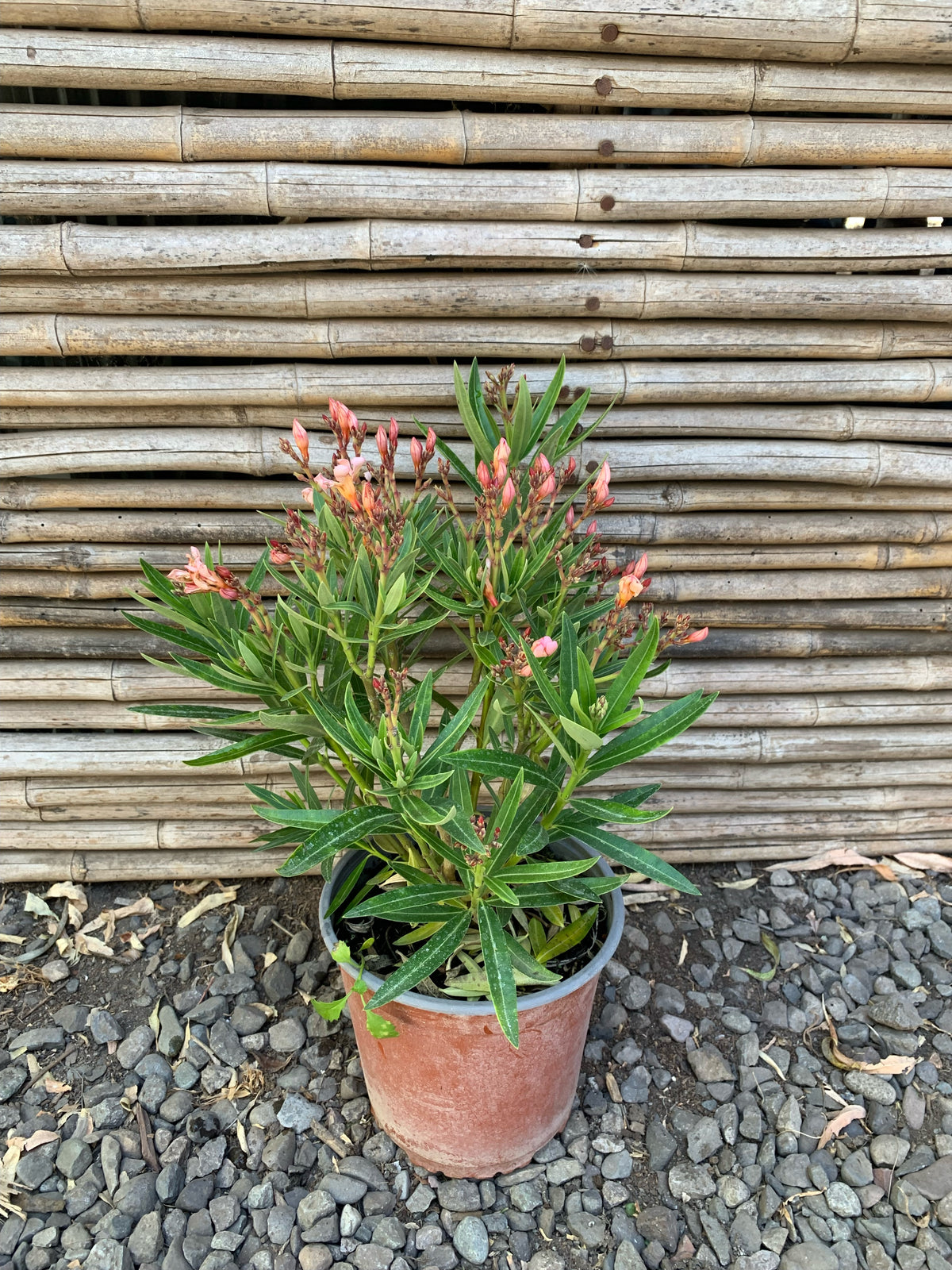 Laurel de Flor Enano - Nerium Oleander var. nana (0.2-0.3m)